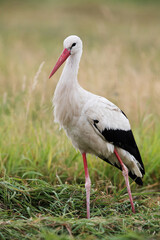 adult white stork (ciconia ciconia) searching for food on mowed meadow