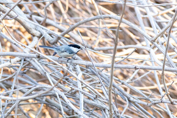 chickadee on a branch