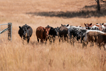 beautiful cattle in Australia  eating grass and grazing long dry pasture