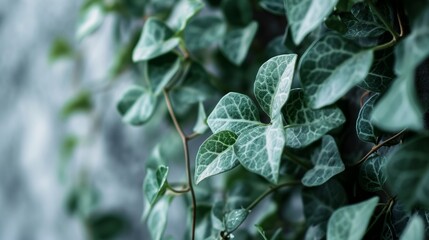 Close up of a wallpaper with green leaves minimalistic approach