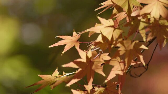 autumnal maples blowing in gentle breeze under warm sunlight against blur background