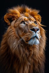 Fototapeta premium Close-up view of a majestic lion with detailed fur texture on a solid black background, animal portrait, realistic wildlife photography, nature focus
