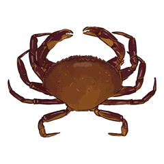 Graceful crab