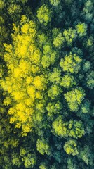 Aerial view of dense forest with trees in vibrant shades of green and yellow creating a captivating canopy, nature's brushstrokes.