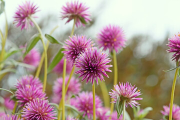 Flowers of the Australian native Globe Amaranth Pink Billy Button, Gomphrena canescens, family...