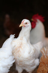 white young chicken on the farm