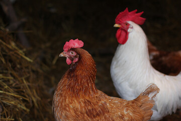 brown hen, white rooster behind
