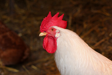 white rooster with red wattle