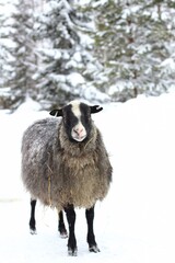 winter picture of a gray sheep staring at the camera
