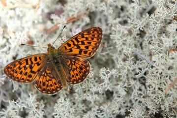 The pearl-bordered fritillary (Boloria euphrosyne) against grey lichen