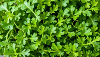 Obraz premium Arugula's vibrant green, delicate leaves, freshly picked, eaten, vegetarian