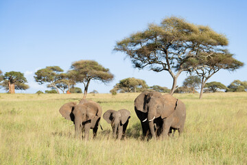 Obraz premium Family of Elephants on the African plains