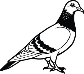 Fototapeta premium Realistic Pigeon Line Art Urban Bird Sketch for Illustrations