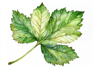 Fototapeta premium Delicate Watercolor Illustration of a Blackberry Leaf on a White Background