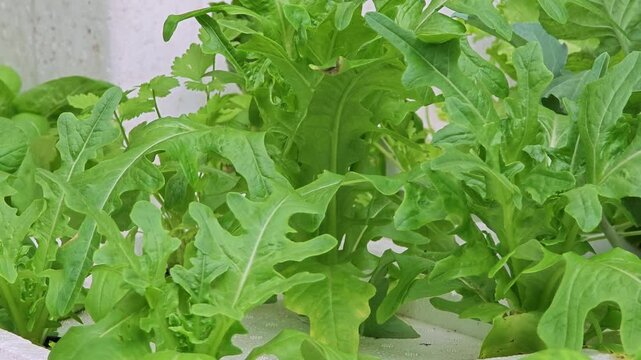 Fresh green arugula leaves, rucola rocket.
