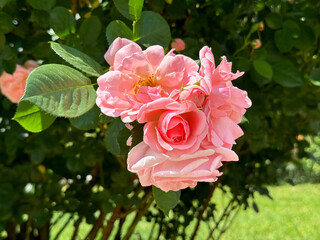 Bunch of delicate pink flowers on rose bush