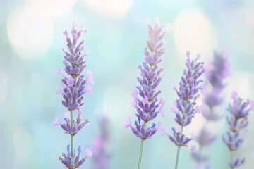 Obraz premium Lavender flowers, garden, soft focus, summer, calming, nature, bokeh background, wellness