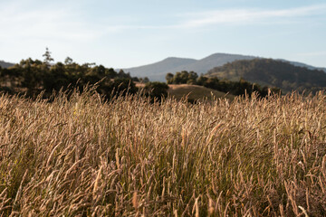 pasture and grasses growing on a regenerative agricultural farm. native plants storing carbon in australia