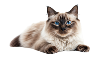 Blue-eyed siamese cat lying down against transparent background