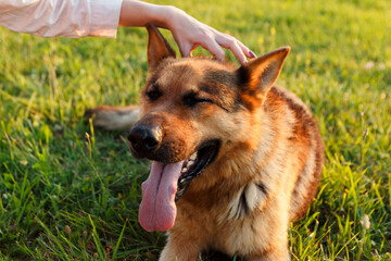 Woman gently petting a relaxed german shepherd dog lying in the lush grass, both enjoying the warm...
