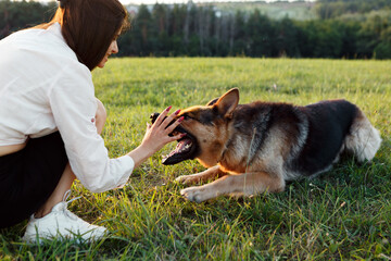 Young woman enjoying playful moments with her german shepherd dog, which is gently biting her hand, in a lush green meadow on a sunny summer afternoon