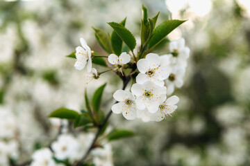 Beautiful white cherry blossoms are blooming on a branch, creating a stunning display of nature's beauty during springtime, with a soft bokeh effect in the background