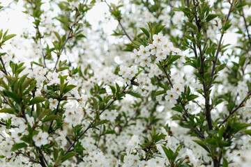 White flowers are blooming on branches of a tree, creating a beautiful and serene scene in spring season, representing renewal and the beauty of nature
