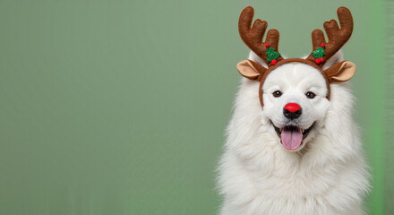 Happy dog wearing reindeer antlers against green background © Nataly
