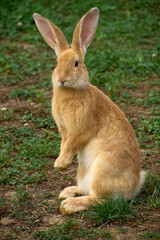 Domestic rabbit grazing on the grass