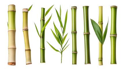 Fototapeta premium Variety of bamboo stems and leaves on transparent background