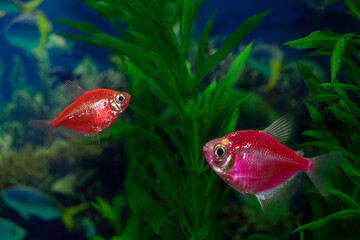 Aquarium  fish-ternetzi swim. The Latin name Gymnocorymbus ternetzi. Close-up, blue background.  Two fish  red and purple.