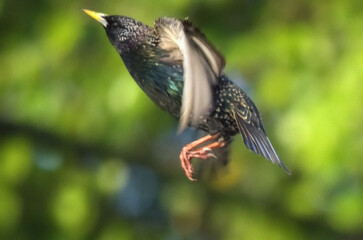 hummingbird in flight