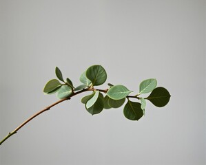 Obraz premium A simple green branch with rounded leaves against a neutral background, showcasing the beauty of nature in a minimalistic style.