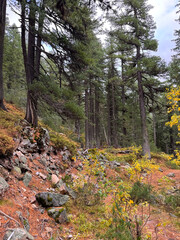 Pine forest and rocky cliff