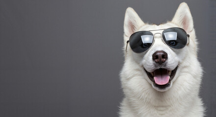 Obraz premium Happy dog wearing sunglasses against a gray background