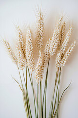 Fototapeta premium A bunch of wheat stalks on a white surface