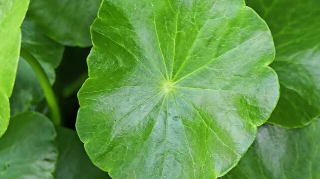 Gotu kola in the garden