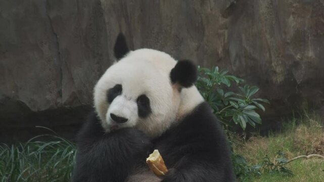 Cute giant panda bear eating bamboo close up, 4k