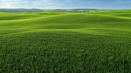 Fototapeta premium Vibrant lush green grass meadow with soft sunlight, gentle breeze, and a peaceful atmosphere, ideal for backgrounds in nature, relaxation, or environmental themes. The scene features rich green grass