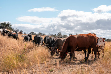 beautiful cattle in Australia  eating grass, grazing on pasture. Herd of cows free range beef being regenerative raised on an agricultural farm. Sustainable farming