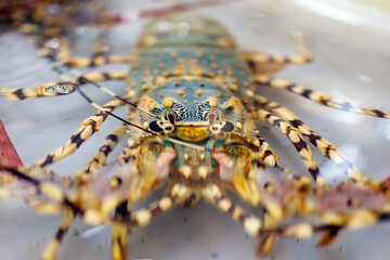 Close-up of fresh and chilled seafood displayed on store shelves. Concept of seafood, grocery shopping and healthy eating.
