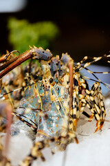 Close-up of fresh and chilled seafood displayed on store shelves. Concept of seafood, grocery shopping and healthy eating.