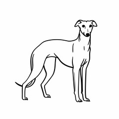 Fototapeta premium an illustration of a slender greyhound dog in a standing pose