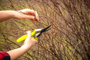 A gardener's hands pruning branches with bright yellow-handled shears. Spring garden care, tree...