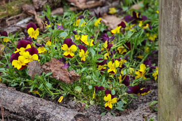 
widows with yellow and purple flowers growing in the garden between pieces of wood.