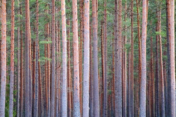 
a pine forest with many tall trees spaced closely together.
