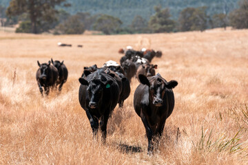 beautiful cattle in Australia  eating grass, grazing on pasture. Herd of cows free range beef being regenerative raised on an agricultural farm. Sustainable farming