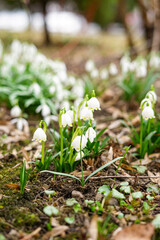 Spring Flowers Snowdrops in the Forest