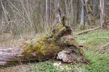 
A dead tree in the forest covered in moss.