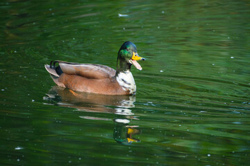 Animal male duck Anas platyrhynchos is swimming and quacking